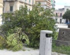 Avola. Tromba d’aria si abbatte in città, sradicato albero in piazza Umberto I