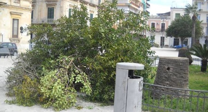 Avola. Tromba d’aria si abbatte in città, sradicato albero in piazza Umberto I