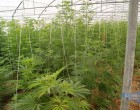 Pachino. Una serra intera coltivata a marijuana. Due arresti dei carabinieri