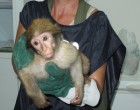 Teneva in casa due scimmie, tunisino denunciato per maltrattamenti