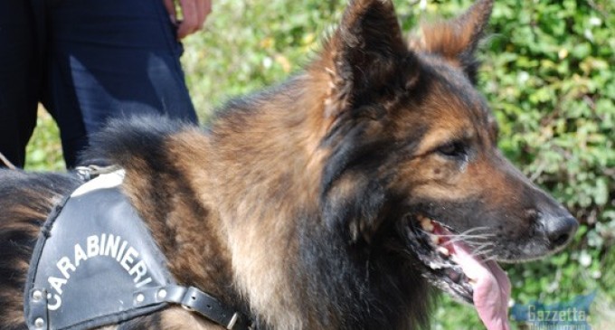 Noto, i cani dei Carabinieri fiutano la droga a scuola, segnalato uno studente