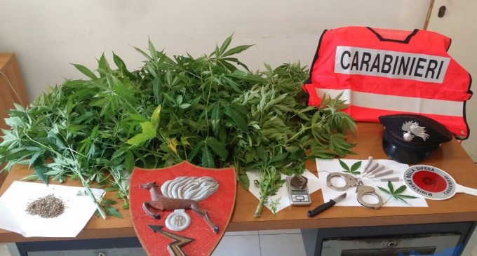 Rosolini. Sul terrazzo 17 piante di canapa, arrestato 41enne dai Carabinieri