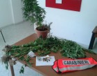 Portopalo, piante di marijuana tra pomodori e ulivi, arrestato 28enne dai Carabinieri