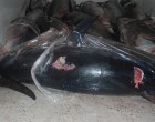 Portopalo, sequestrate cinque tonnellate di tonno rosso pescato illegalmente