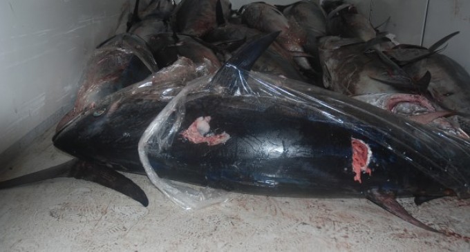 Portopalo, sequestrate cinque tonnellate di tonno rosso pescato illegalmente