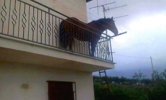 Agrigento. Che ci fa un cavallo sul balcone? Strana storia, tutta vera, da Burgio