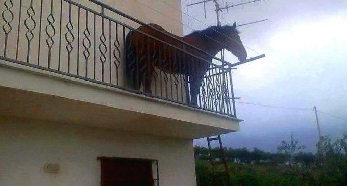Agrigento. Che ci fa un cavallo sul balcone? Strana storia, tutta vera, da Burgio