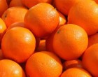 Noto. Ruba 400 kg di arance in contrada Piana, arrestato 27enne denunciato il complice